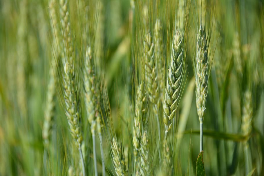 wheat, grain, agriculture, corn, farming, cereal, summer, grow HD wallpaper