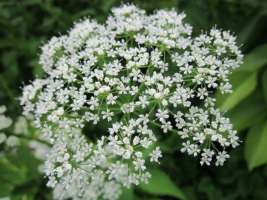 aegopodium podagraria, ground elder, herb gerard, bishop's weed, HD wallpaper