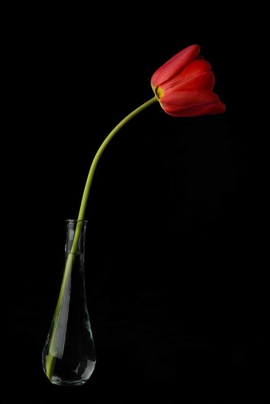 red tulip photo, flower, stem, vase, flowering plant, studio shot HD wallpaper