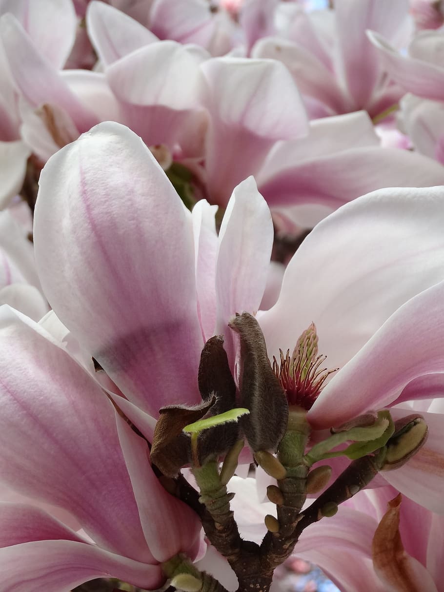 Magnolia, Blossom, Bloom, Spring, Tree, nature, beautiful, pink HD wallpaper