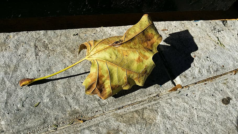 leaf, autumn, nature, tree, plant part, yellow, no people, high angle view HD wallpaper