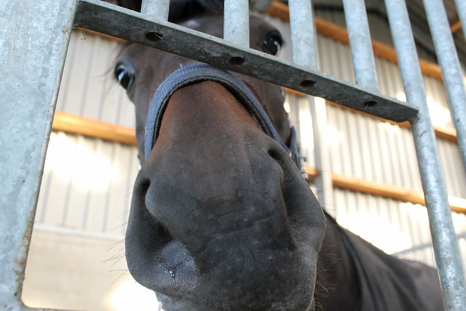 Horse, Nose, Stable, Bars, Cute, Browse, window, day, close-up HD wallpaper
