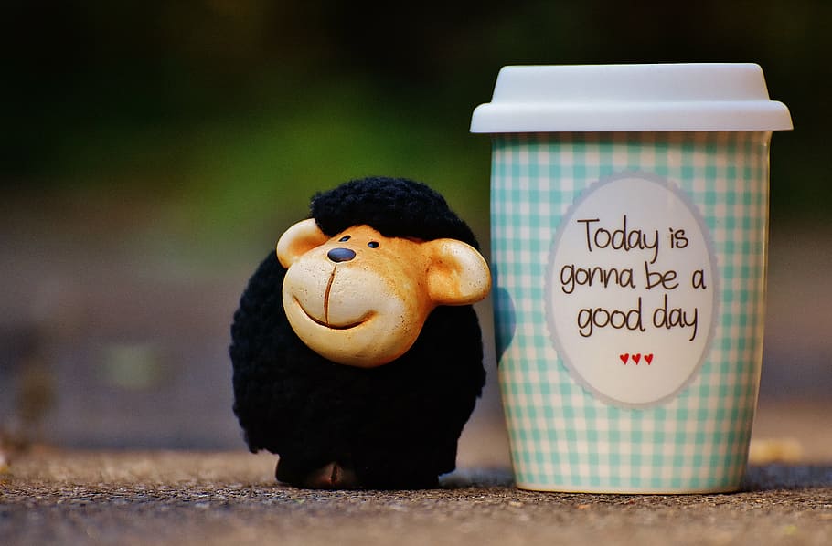 monkey beside cup on pavement, sheep, beautiful day, to go, joy