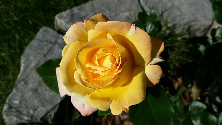 rose, stone, bloom, yellow, flower, summer, closeup, beautiful HD wallpaper