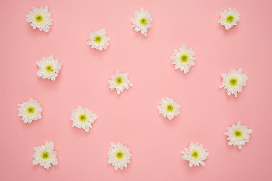 white-and-green chrysanthemums on pink surface, flowers, yellow, HD wallpaper
