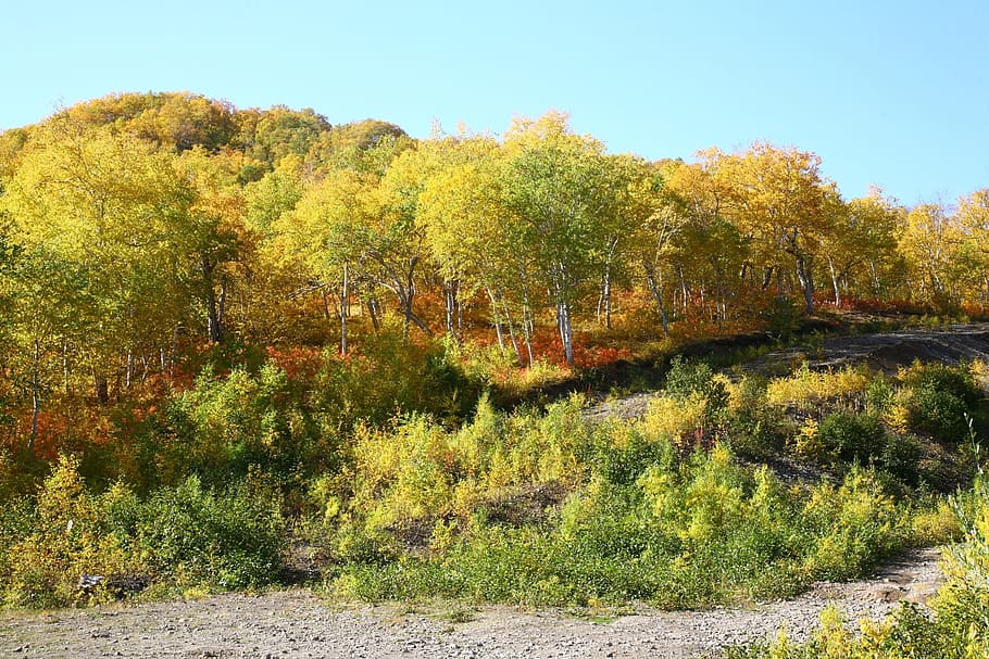 autumn, forest, trees, birch, golden autumn, fall colors, listopad HD wallpaper