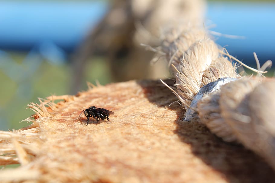 bee, insect, macro, nature, wasp, garden, invertebrate, animal wildlife HD wallpaper