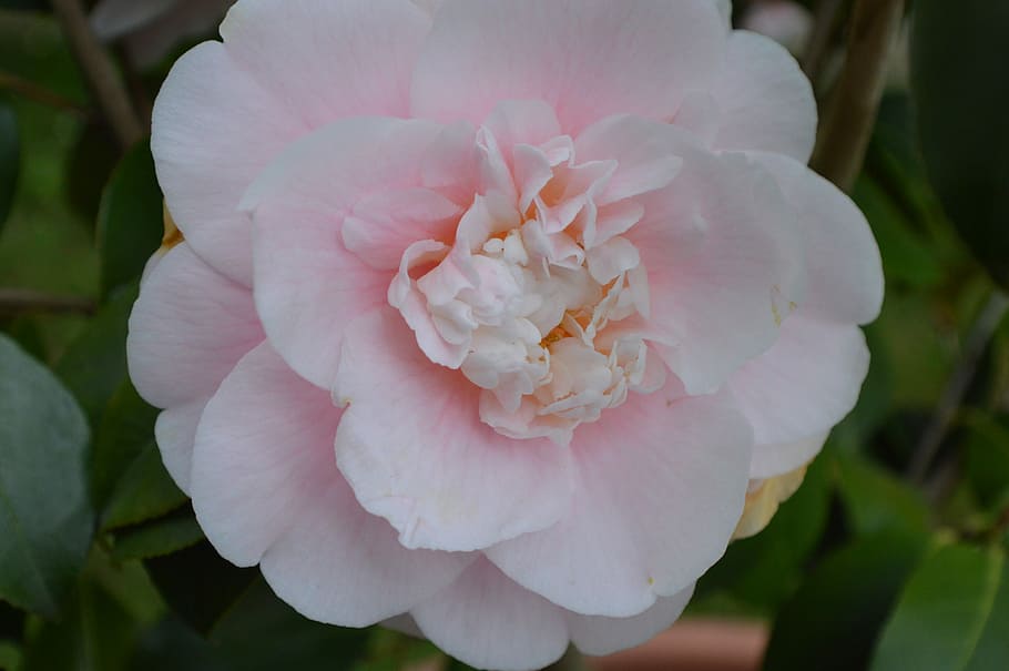 Garden, Bloom, Flowers, pink color, petal, nature, close-up HD wallpaper
