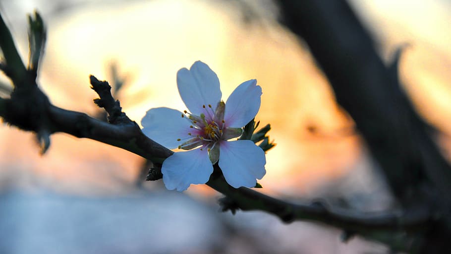 spring, almond blossom, macro, flower, flowering plant, beauty in nature HD wallpaper