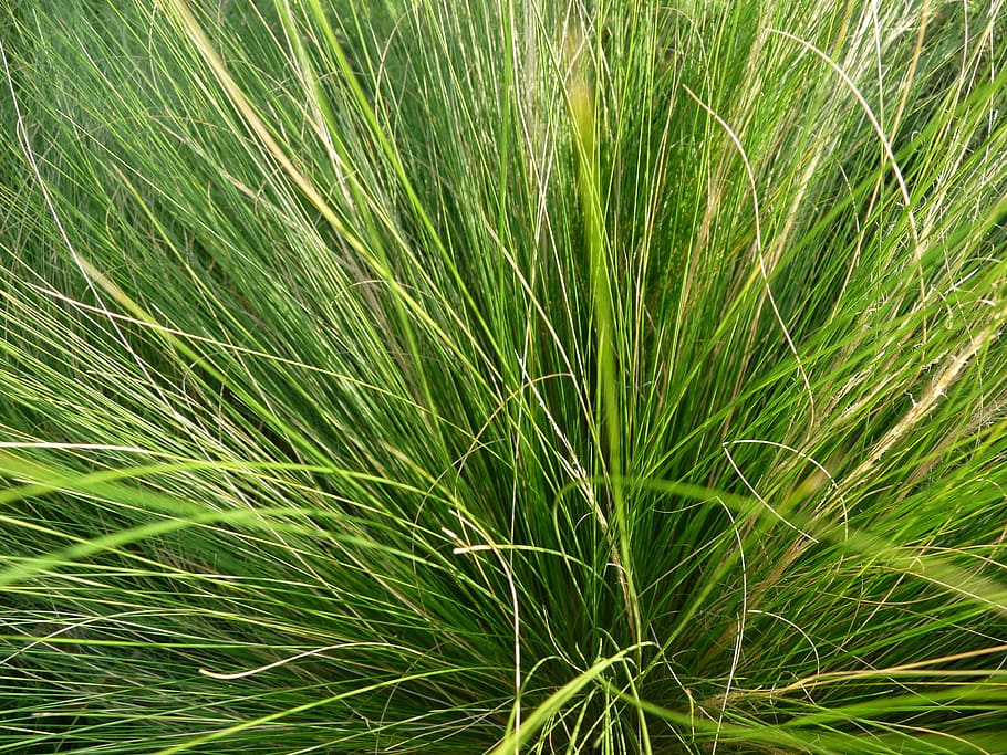 nature, grass, green, spring, growth, green color, plant, beauty in nature HD wallpaper