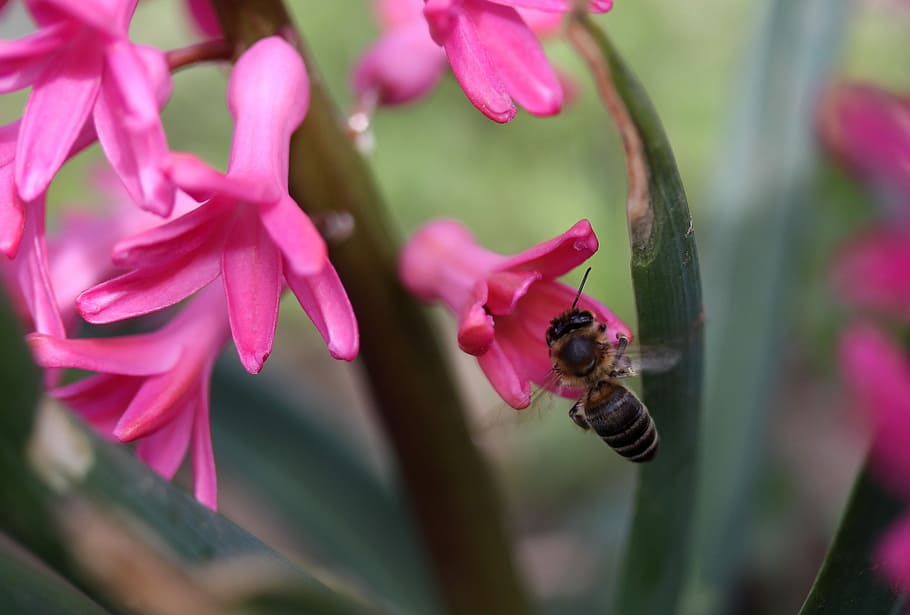 hyacinth, bee, flight, pollination, pink, flower, insecta, petals HD wallpaper