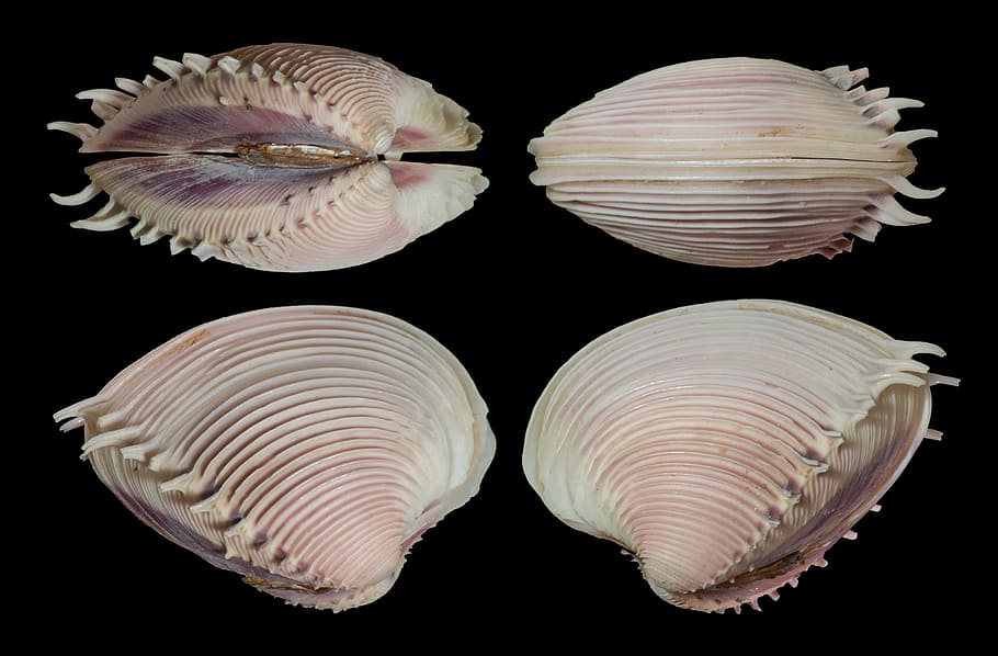 four white seashells, clam, elegant venus, mollusk, spines HD wallpaper