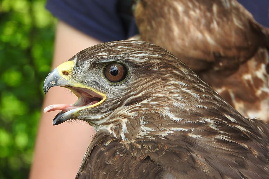 beak, buzzard, head, wild, predator, falconry, eye, bird of prey HD wallpaper