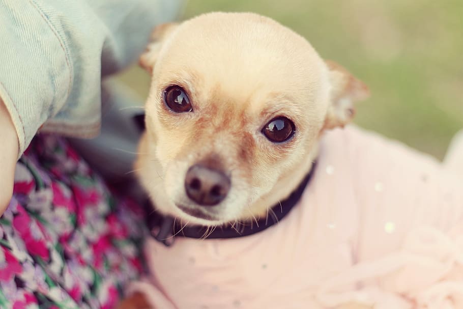 closeup photo of tan Chihuahua, dog, pets, animal, chihuahua - Dog HD wallpaper