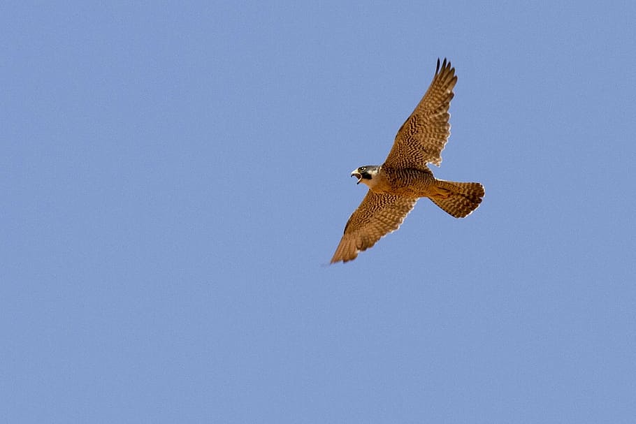 brown eagle flying midair during daytime, peregrine falcon, bird, HD wallpaper