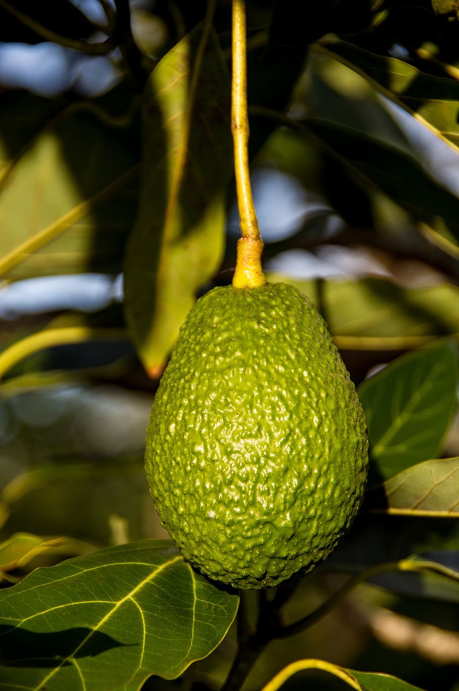 hass avocado, fruit, tree, green, growing, close-up, leaf, plant part