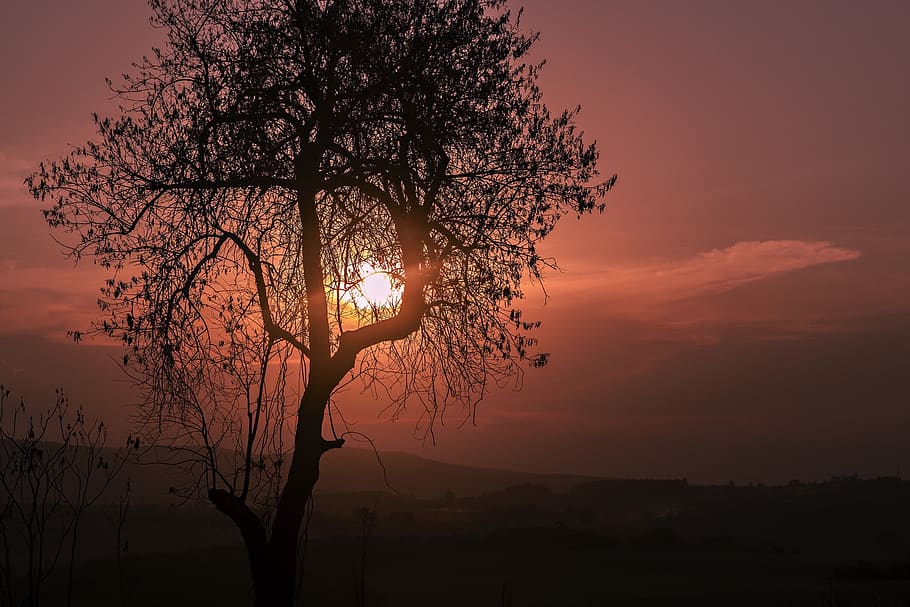 tree, dawn, sunset, landscape, sky, beauty in nature, silhouette HD wallpaper