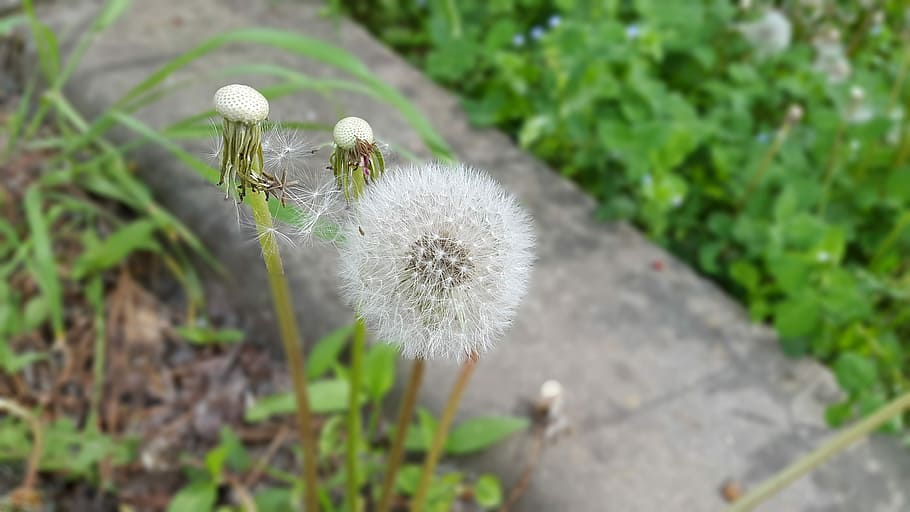 Dandelion, Abstract, Spring, Seeds, Dry, flowers, silage, growth HD wallpaper
