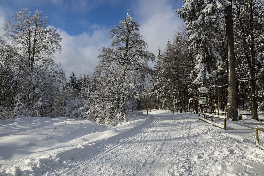 pine trees during winter season, snow, wintry, white, cold HD wallpaper