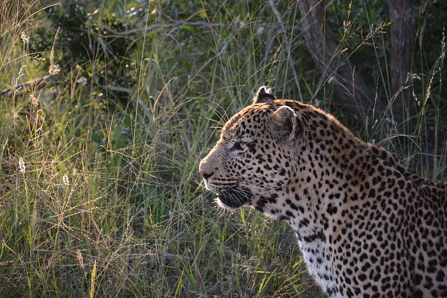 leopard, abendstimmung, cat, grass, head, animal wildlife, animal themes HD wallpaper
