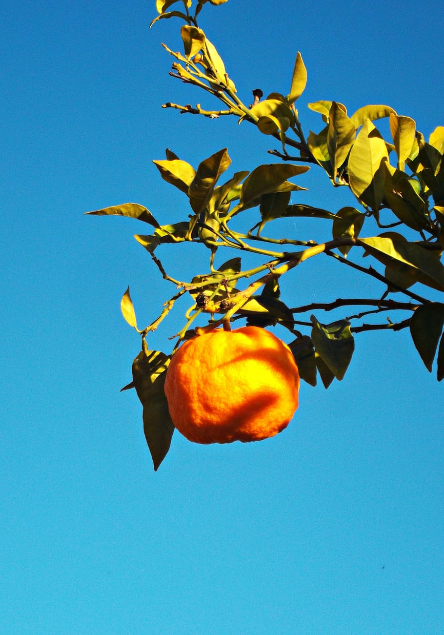 orange, citrus, tree, fruit, healthy, nature, mediterranean HD wallpaper