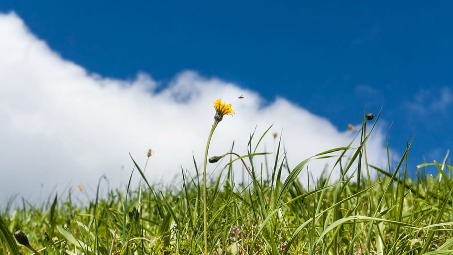 landscape, sky, clouds, grass, blue, green, plant, flower, flowering plant HD wallpaper
