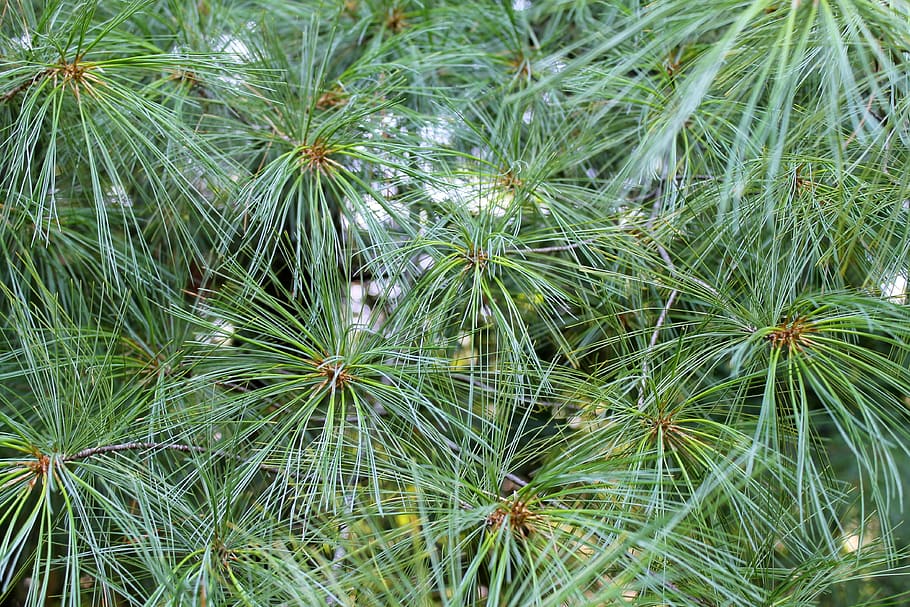 background and textures, needle pines, tree, nature, green HD wallpaper