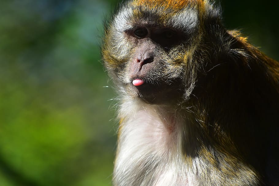 monkey, silly, ape, animal, funny, zoo, animal themes, one animal HD wallpaper
