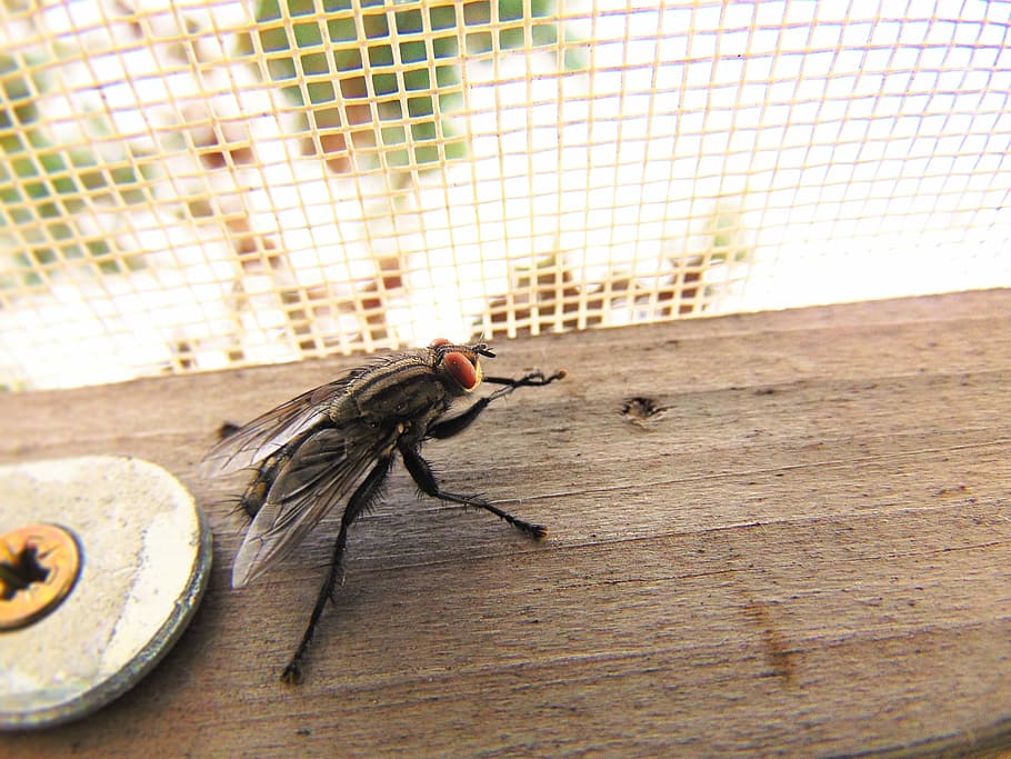Fly, Nature, Macro, housefly, one animal, animal themes, insect HD wallpaper