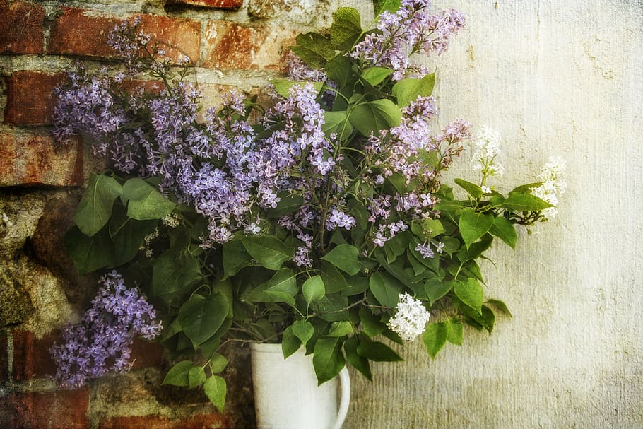 purple petaled flowers on pot, without, graphics, wallpaper HD wallpaper