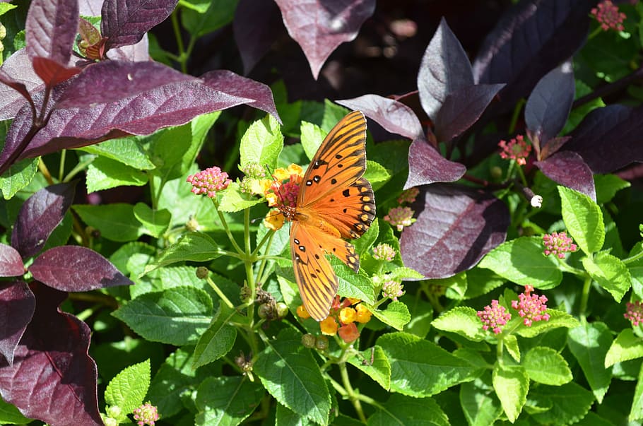 Butterfly, Garden, Spring, Insect, nature, wildlife, life cycle HD wallpaper