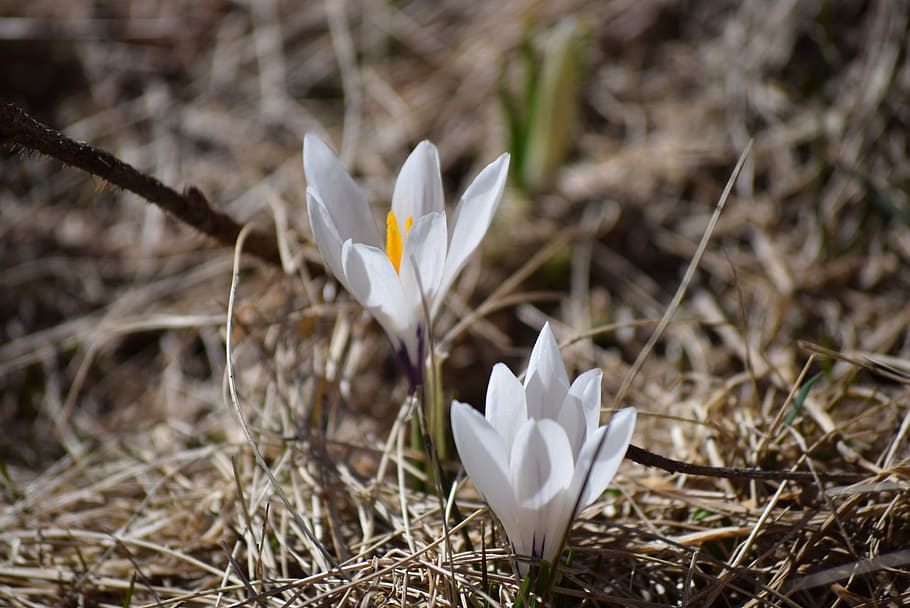 spring, nature, flower, spring flowers, white, flora, plant HD wallpaper