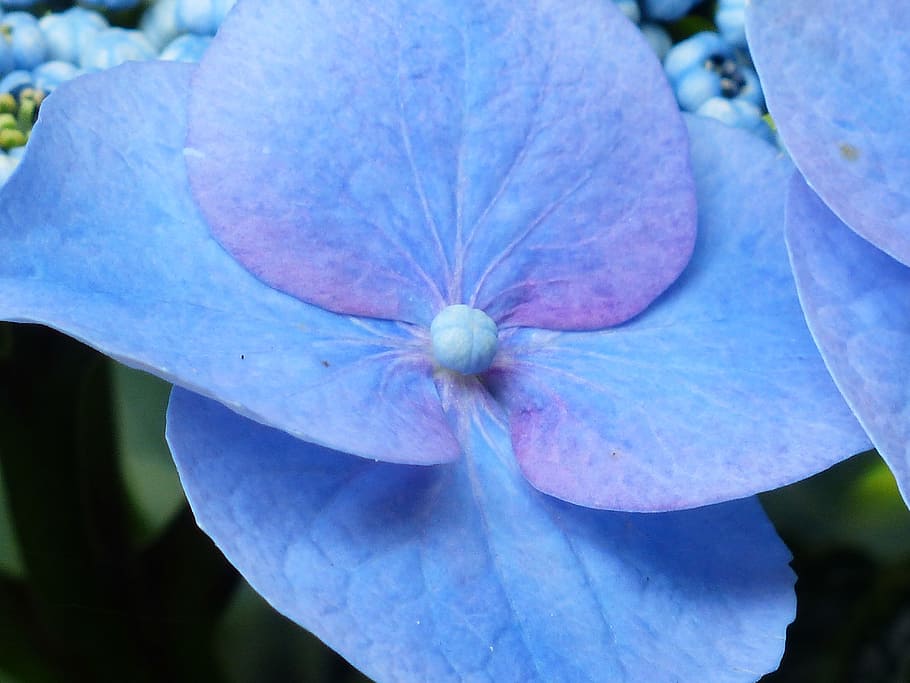 Hydrangea, Flower, Blossom, Bloom, blue, greenhouse hydrangea HD wallpaper