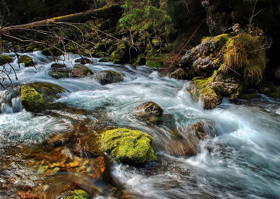 photo of river in forest during daytime, torrent, stream, tatry HD wallpaper