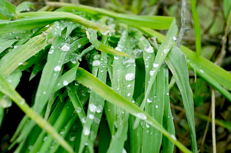 Earth, Dew, Drop, Plant, dew drop, green color, vegetable, leaf, HD wallpaper