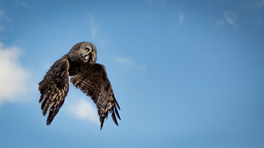 low angle photography of flying brown and gray owl, brown owl in flight HD wallpaper