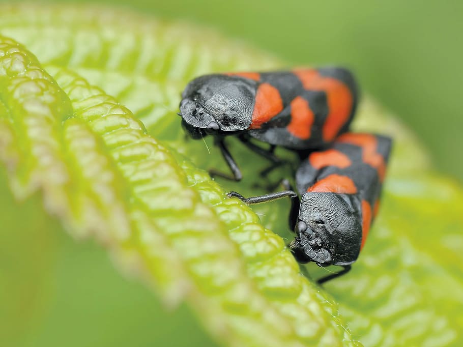 selective focus photography of mating black-and-red striped insects perched on green leaf HD wallpaper