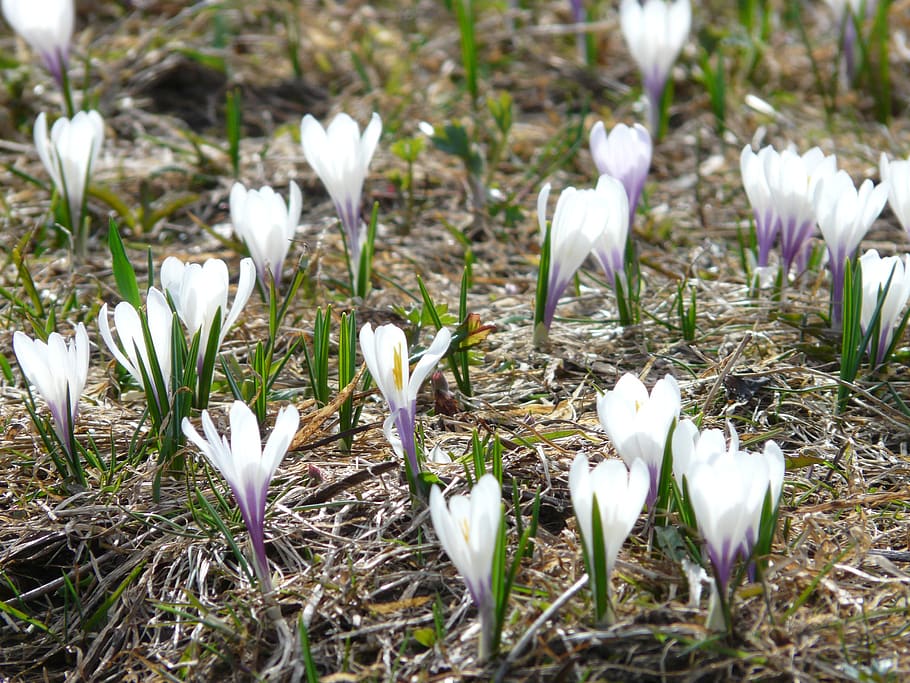 spring crocus, white, flowers, blossom, bloom, crocus vernus HD wallpaper