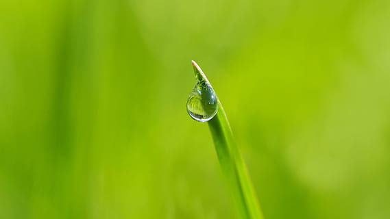 Macro Photogoraphy of Dewdrop on Leaf, blur, blurry, close-up HD wallpaper