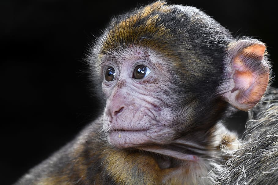 baby primate, monkey, look, barbary macaque, close up, magot, HD wallpaper