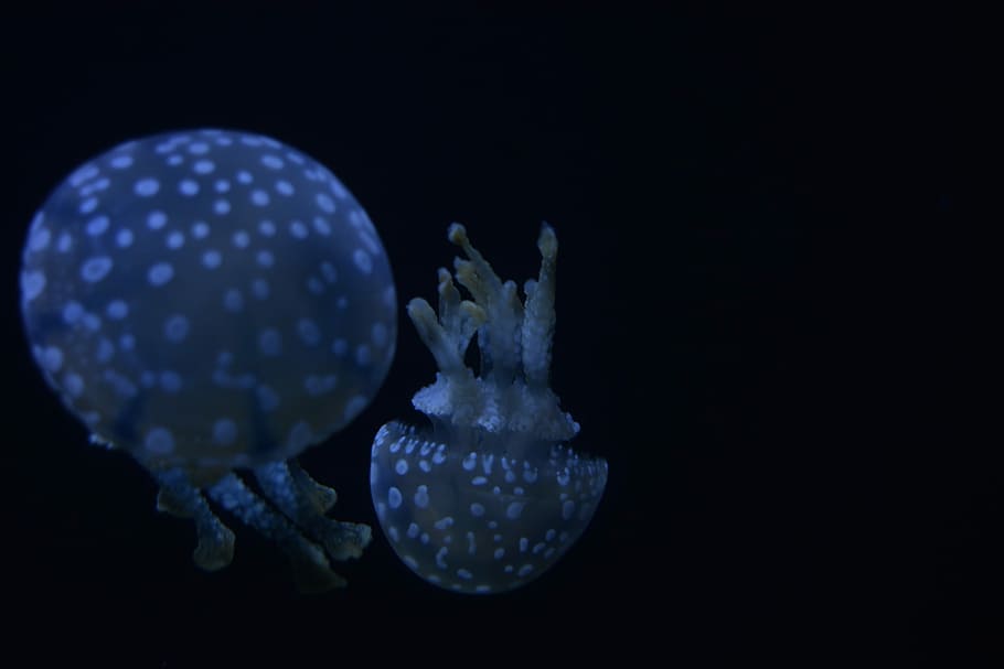 two luminescent jellyfishes, two grey jellyfishes, purple, orbs HD wallpaper