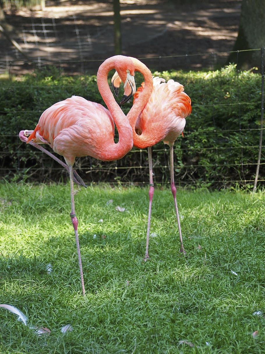 flamingo, bird, pink, animal, animal themes, vertebrate, animals in the wild HD wallpaper