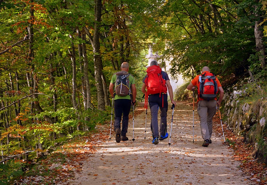 excursion, forest, autumn, trail, walking with sticks, mountain HD wallpaper