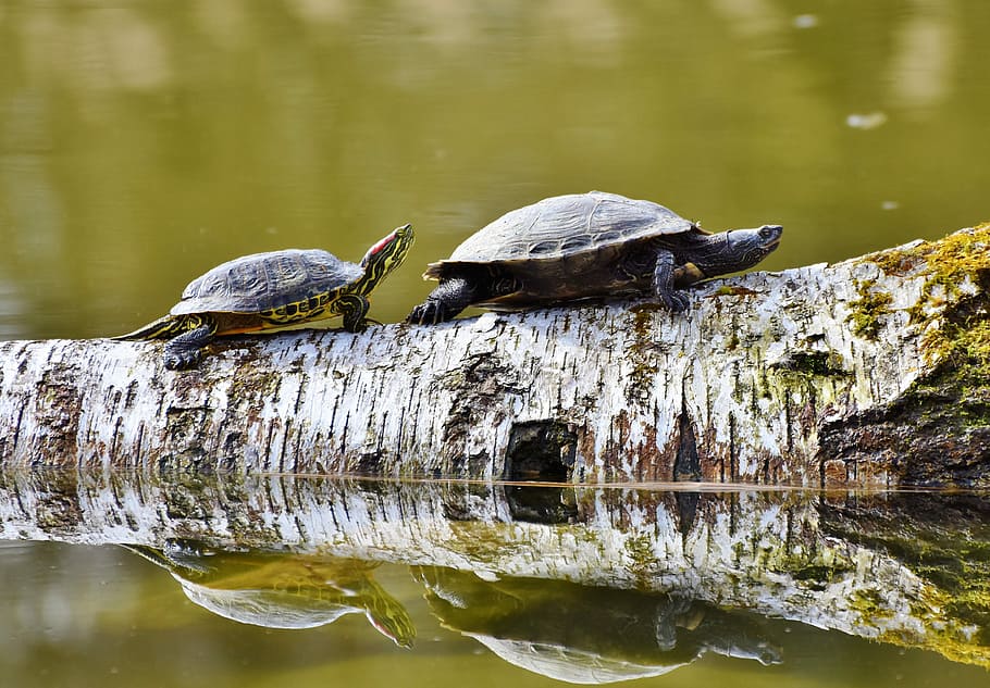 two black turtles, reptile, on the water, tortoise shell, animal