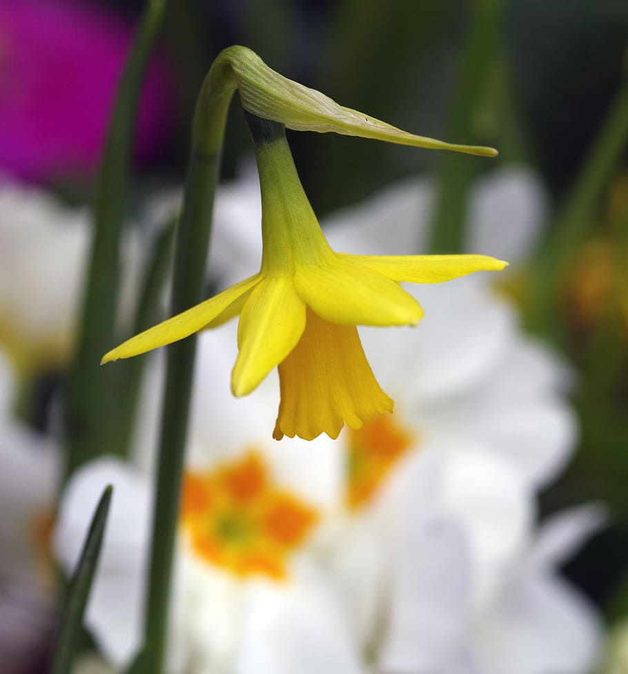 Daffodil, Spring, Flower, Beauty, Yellow, fragility, petal HD wallpaper