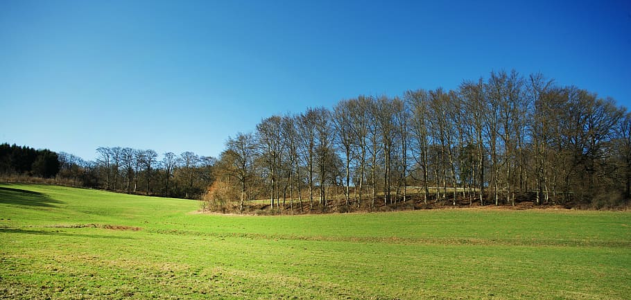 landscape, forest, glade, sky, blue, tree, bavaria, upper palatinate HD wallpaper