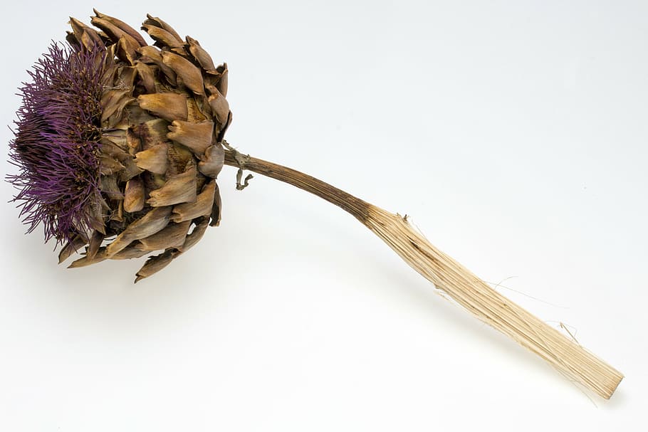thistle, thistle flower, dried, white background, close-up HD wallpaper