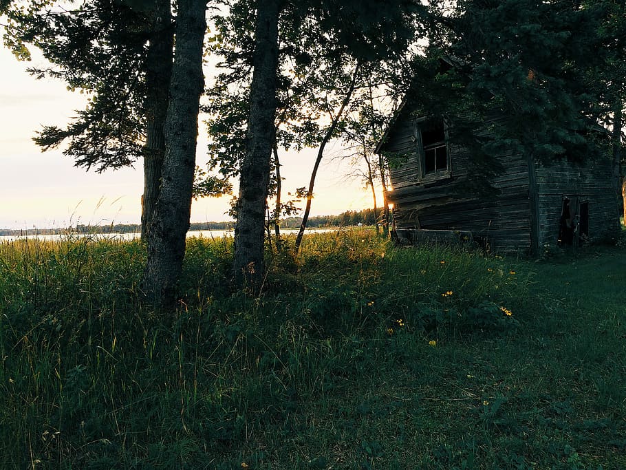 landscaped photo of agreen leaf trees and grasses, brown wooden house near body of water during day time HD wallpaper