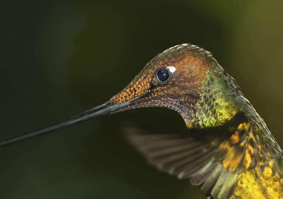 selective focus photography of green and yellow long-beaked bird, closeup photo of long-beaked bird HD wallpaper