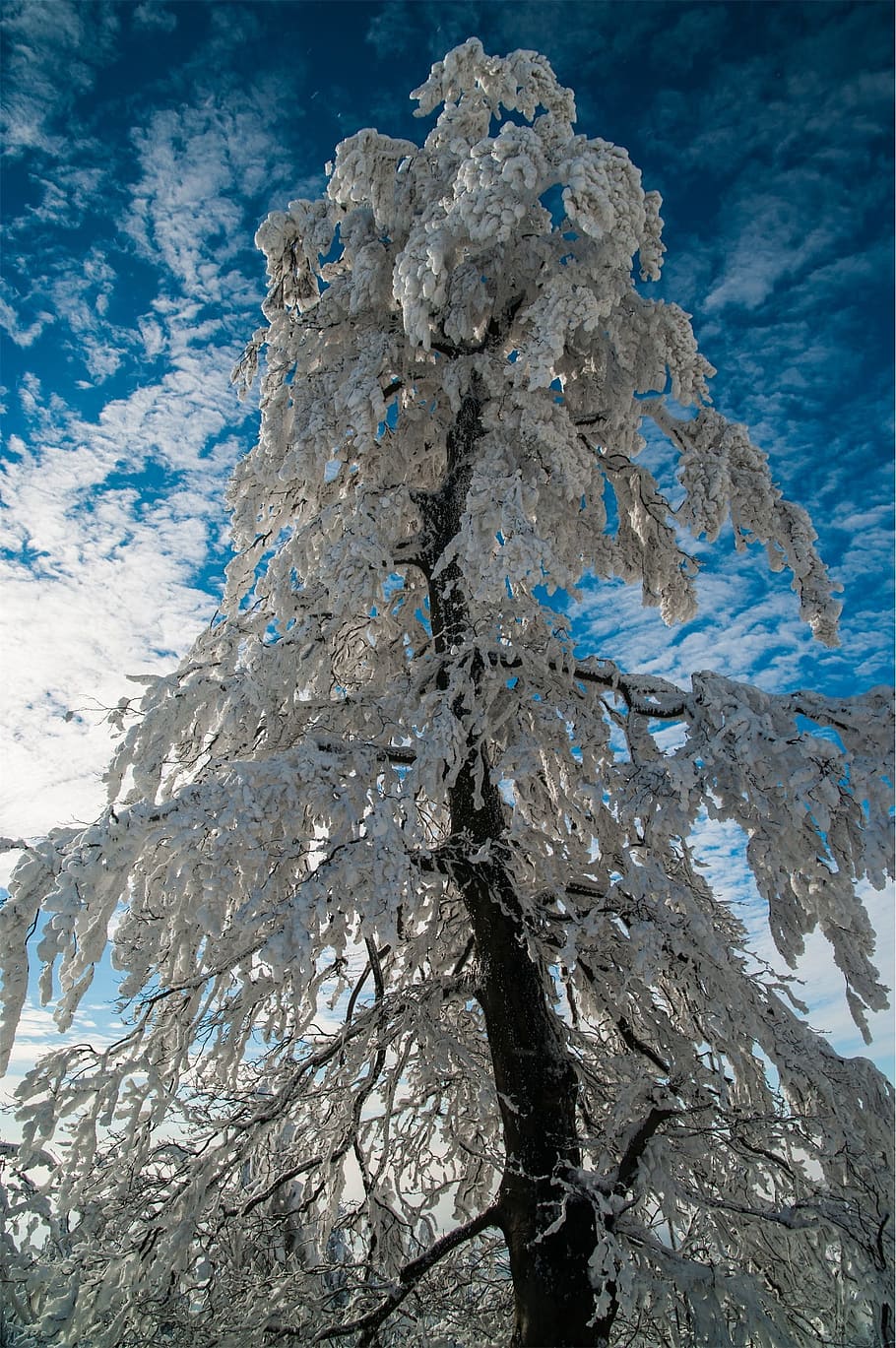 tree, snow, frost, winter, beauty in nature, low angle view HD wallpaper